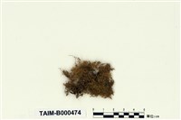 藏品(灰羽苔)的圖片